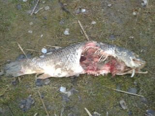 +-2012.01.26.- A vidrák megölték a 30kg-os szeretett      