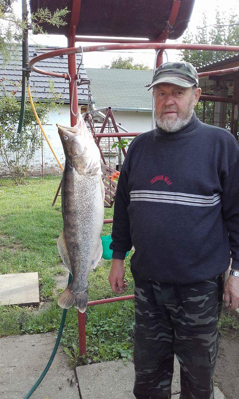 2017.09.18. 7,5-kg-os Szép Süllö fogás!